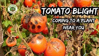 How to Stop Tomato Blight Preventative Tips [upl. by Cataldo]