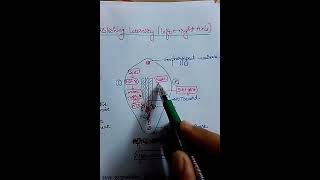 Genes regulating body axes  1 [upl. by Allerym]