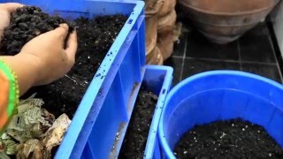 EASIEST Method of separating worms from vermicompost  Horizontal Migration Method [upl. by Dyanne]