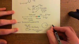 Introduction to Immunofluorescence Part 3 [upl. by Akirdnas]