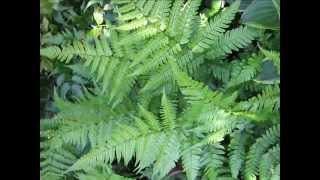 Spreading Wood Fern [upl. by Phineas]