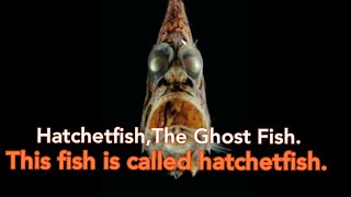 Hatchetfish The Ghost Fish This fish is called hatchetfish [upl. by Macilroy]