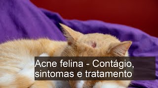 Acne felina  SINTOMAS e REMÉDIO CASEIRO [upl. by Edward]