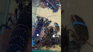 Homards bleu et Tourteau crabes [upl. by Htnamas943]