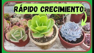 Suculentas de crecimiento rápido ECHEVERIAS suculentas vivero echeveria [upl. by Isla]