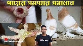 কবুতরের পা এর সকল রোগের সমস্যার সমাধান । Pigeon Foot Problem  Kobutor Palon Bangladesh Pigeon Bird [upl. by Grannie]