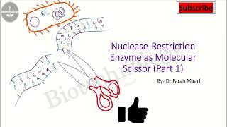 Restriction Enzymes part 1 [upl. by Darum]