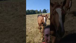 Das Leben ist doch ein Ponyhof horse equestrian pferde youtubeshorts [upl. by Suiravad]