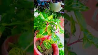 Iresine herbstii🏡 cutting Growing update foryou plantic flowers viralshorts trending plantlove [upl. by Bethena122]