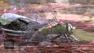 Green Darner Dragonfly Laying Eggs In Pond At NHMLA Wildlife Gardens [upl. by Nnylatsyrc]