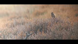 Stonechat 2 Westleton heath 25 Sep 24 [upl. by Eugine]