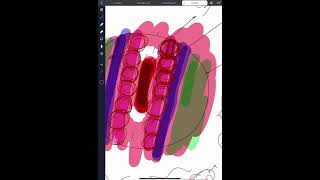 ParaxialSclerotome Myotome and Dermatomes  intermediate part and Lateral  parietal and visceral [upl. by Nealson]