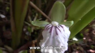 Health Benefits of Elettaria cardamomum [upl. by Nicolas]