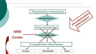 Pharmacologie des AINS et des corticoïdesCours commenté [upl. by Ruford]