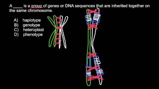 Definitions and examples of Phenotype Heteroplast Genotype Haplotype [upl. by Trude]