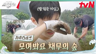 영웅 씨 우선 들어봐ㅎ 우리한테 채무가 있는데 highlight 삼시세끼Light EP2 [upl. by Ludovika]