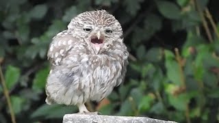 Adorable Sleepy Baby Owl Yawning [upl. by Odnanreh]