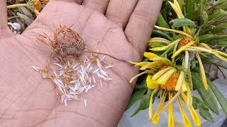 How to collect and save gazania seeds [upl. by Epstein65]