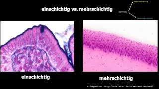 Histologie ─ Oberflächenepithelien [upl. by Velma637]