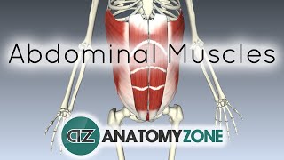 Muscles of the Anterior Abdominal Wall  3D Anatomy Tutorial [upl. by Lefty]