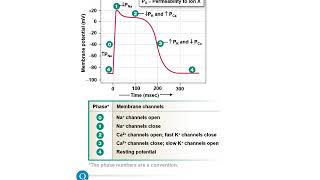 26  BIOL 330  Chapter 14b Part 2  Cardiac action potentials theres more than one [upl. by Valoniah]