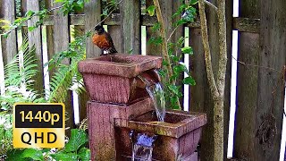 12 Hour Relaxing Nature Sounds Flowing Water Fountain amp Bird Sounds 8242024 [upl. by Emie933]