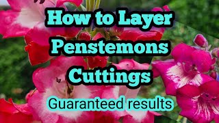 How to take penstemon cuttings guaranteed results [upl. by Il]