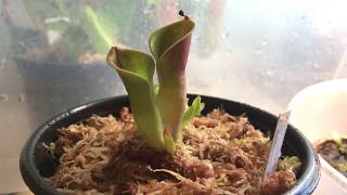 Heliamphora minor care [upl. by Sabec]