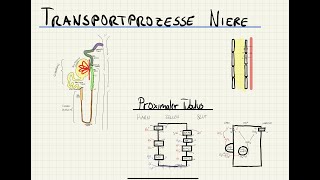 Transportmechanismen in der Niere  Physiologie des Nephrons  Henle Schleife [upl. by Mallorie312]