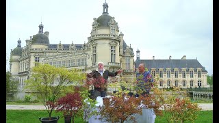 LES ÉRABLES DU JAPON DES PETITS ARBRES POUR TOUS LES JARDINS OU MÊME LE BALCON Saga Chantilly N°7 [upl. by Notrom]