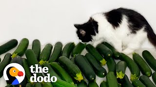 Cat Meets Cucumber And Instantly Falls In Love  The Dodo Cat Crazy [upl. by Noraha]