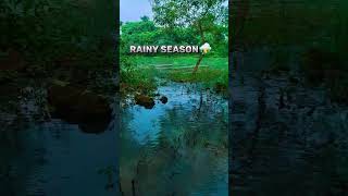 The summer scene and the monsoon scene are very beautiful scenes in the forest⛈️🥵 বর্ষা বন [upl. by Rehprotsirhc]