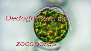 Oedogonium zoospores release [upl. by Attennhoj]