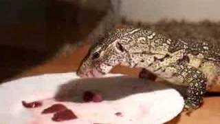 Jimmy  Nile monitor eating Varanus n niloticus [upl. by Arriaes]