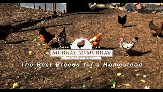 The Best Chicken Breeds for Your Homestead  McMurray Hatchery [upl. by Nythsa]