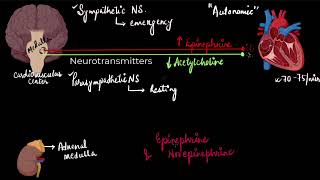 atrioventricular septal defect  avsd symptoms pathophysiology and complications  avsd repair [upl. by Velvet]