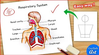 Human Respiratory system Diagram colour Drawing  Easy labelled science project poster chart making [upl. by Azila]