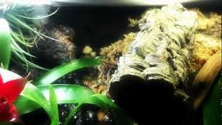 D Auratus custom Vivarium [upl. by Raquela]