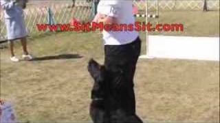 PERFECT DOG OBEDIENCE SCORE  SIT MEANS SIT DOG TRAINER [upl. by Mazur]