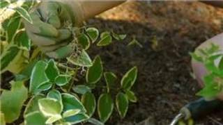 Growing amp Caring for Foliage Plants  How to Transplant Vinca Major [upl. by Eednarb]