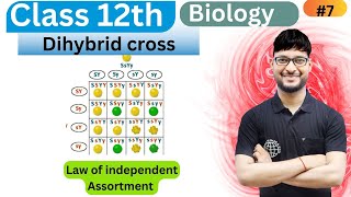 Dihybrid Cross  Law of Independent  Class 12 biology  NCERT [upl. by Algar]