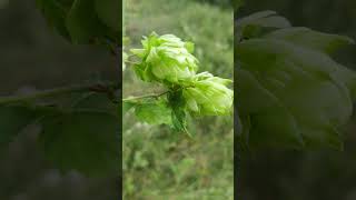 Дикий хміль Humulus L 🌿  звичайна сільська природа біля лісу та озера флора та рослини України [upl. by Altheta188]