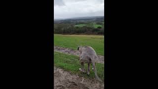 Whippet Chasing A Bird [upl. by Nnylirak]