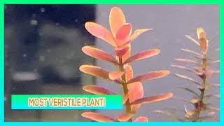 ROTALA INDICIA  AQUARIUM PLANT CARE GUIDE [upl. by Eninahs328]