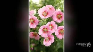 Anisodontea  garden plants [upl. by Montfort]