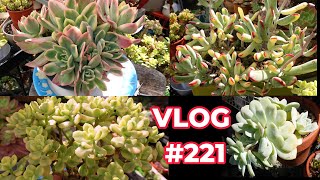 Propagate EASY To GROW Variegated Succulents  VLOG 221 Growing Succulents with LizK [upl. by Ansell299]