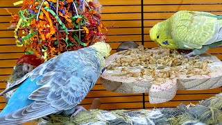 budgie parakeet sounds for lonely birds to make them happy [upl. by Albright]