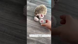 A man saved a hedgehog in distress and then this happened animalshorts shortvideo [upl. by Jordon]