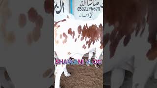 Complete Video Dhake SHAWANI VLOG Pe mandi cow animals animallover mandivlogs support vlog [upl. by Daffie]