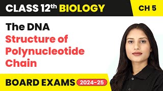 The DNA  Structure of Polynucleotide Chain  Class 12 Biology Chapter 5  CBSE 202425 [upl. by Mairam]